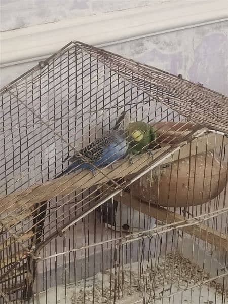 Budgies pair Australian Birds for Sale urgent Sale 0