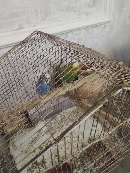 Budgies pair Australian Birds for Sale urgent Sale 5