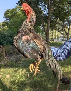 Mushki lasani Aseel bird for sale