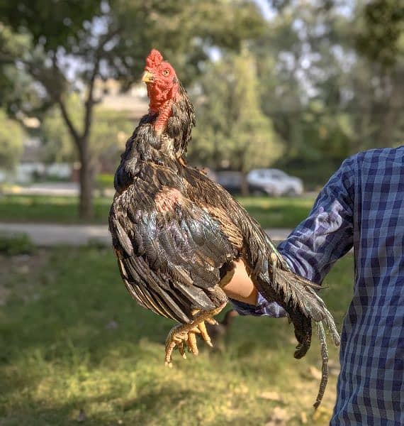 Mushki lasani Aseel bird for sale 1