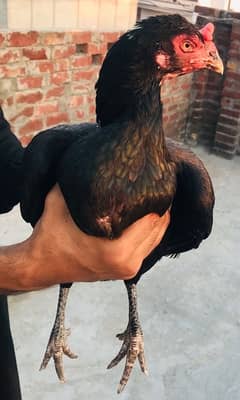 Thai cross Hen