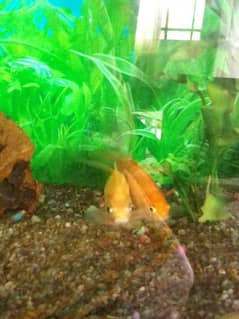 2 common Goldfishes & 1 Sweeper fish