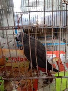 African gray parrot age 8 month for sale 0331/4056/123 0