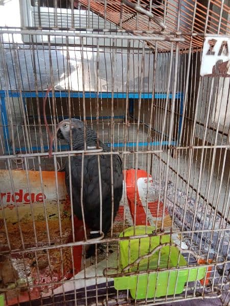 African gray parrot age 8 month for sale 0331/4056/123 1