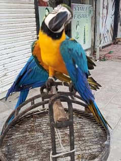 MACAW Blue n Gold tame pair