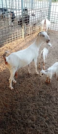 Teddy bakri with 2 male kids