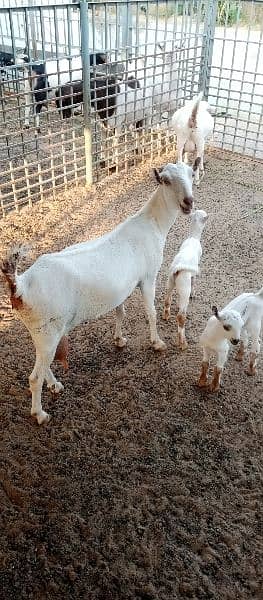 Teddy bakri with 2 male kids 3