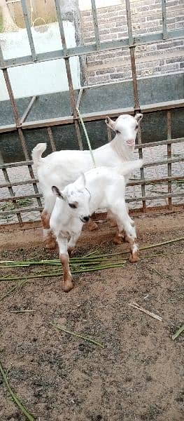 Teddy bakri with 2 male kids 4