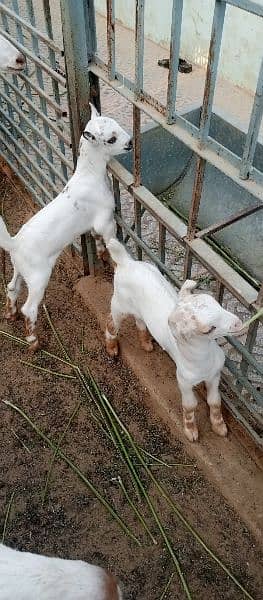 Teddy bakri with 2 male kids 15