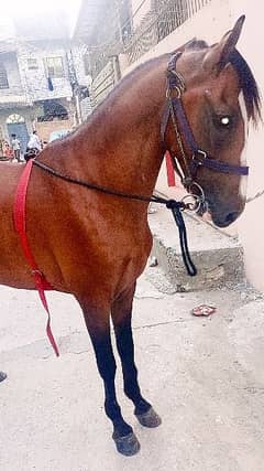 Beautiful Horse for sale 0