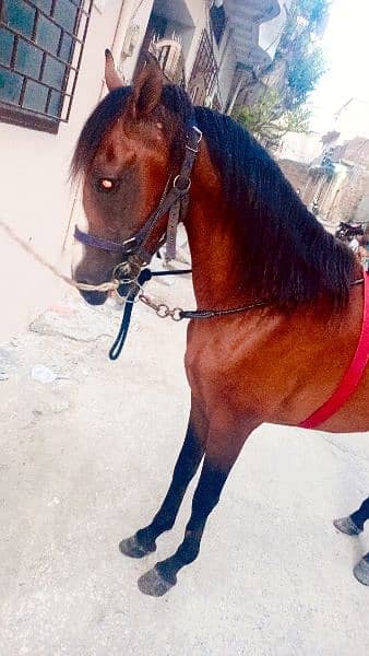 Beautiful Horse for sale 1