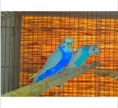 Australian breader budgie male for sale