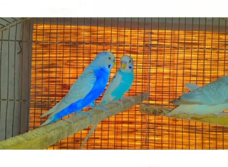 Australian breader budgie male for sale 1