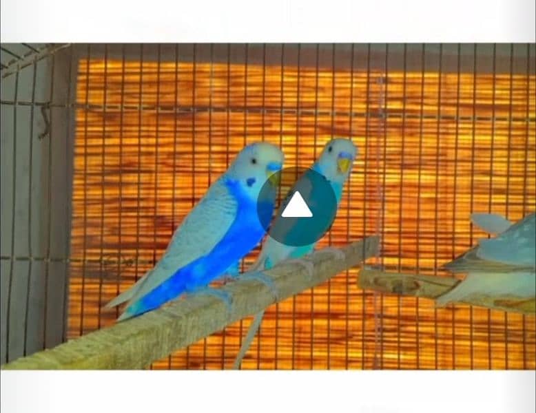 Australian breader budgie male for sale 2