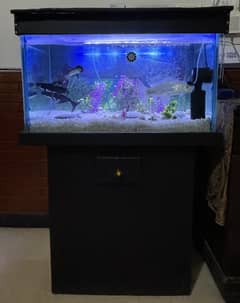 Fish Aquarium