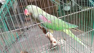 raw parrot for sale 0