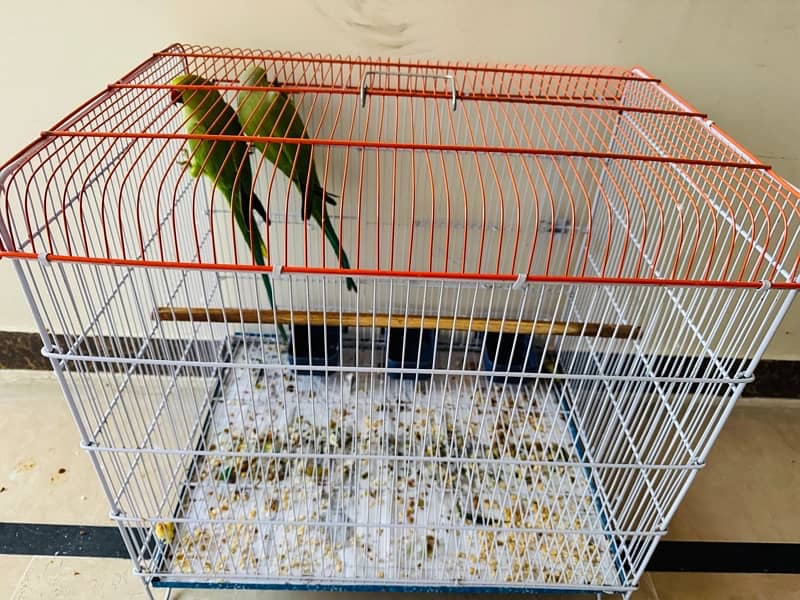 BEAUTIFUL GREEN PARROT PAIR FOR SALE 2