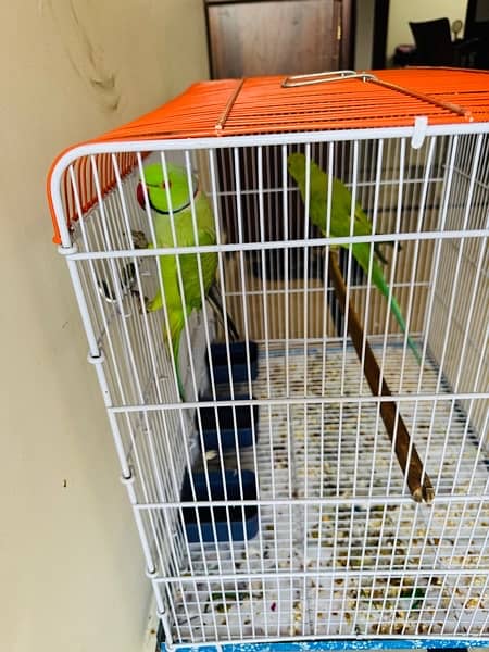 BEAUTIFUL GREEN PARROT PAIR FOR SALE 1