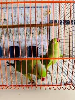 BEAUTIFUL GREEN PARROT PAIR FOR SALE