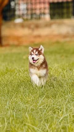 Siberian husky king size long coat puppy