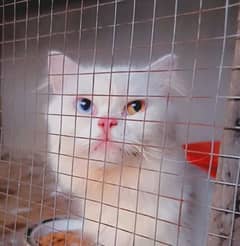 Persian cat for sale triple coat