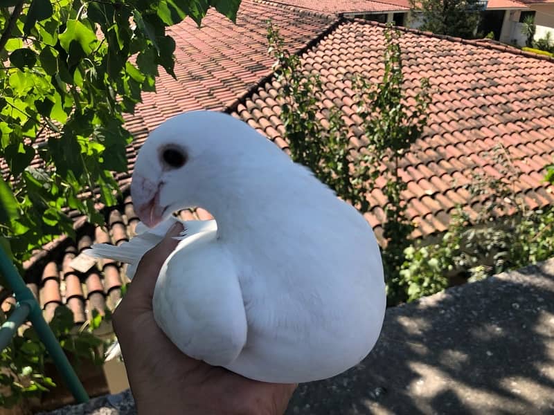 white fancy Piegeon 2