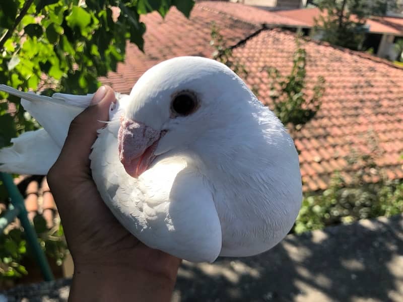 white fancy Piegeon 3