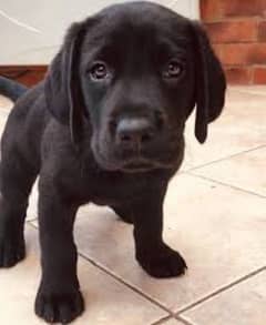 British Labrador  ( Pedigree Paper Can be made on buyer expense)