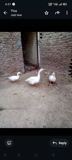 male and female ducks