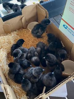 Ayam Cemani Grey Tongue Chicks Day Old