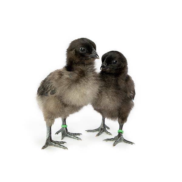 Ayam Cemani Grey Tongue Chicks Day Old 1