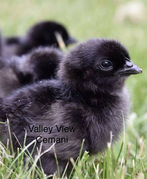 Ayam Cemani Grey Tongue Chicks Day Old 2