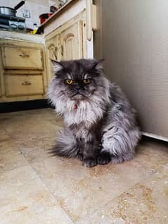 persian  ash grey triple coated male cat for sale with accessories