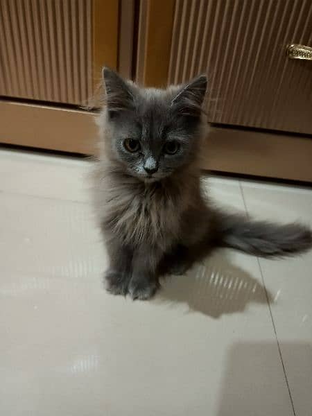 Persian grey/cream kittens 0