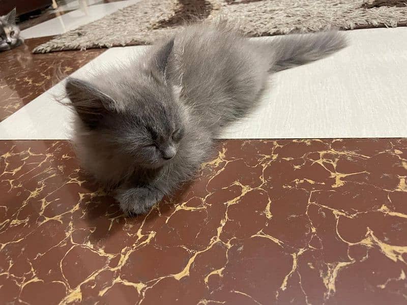 Persian grey/cream kittens 1