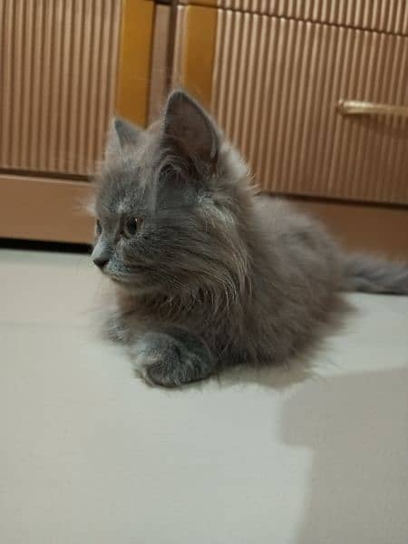 Persian grey/cream kittens 2