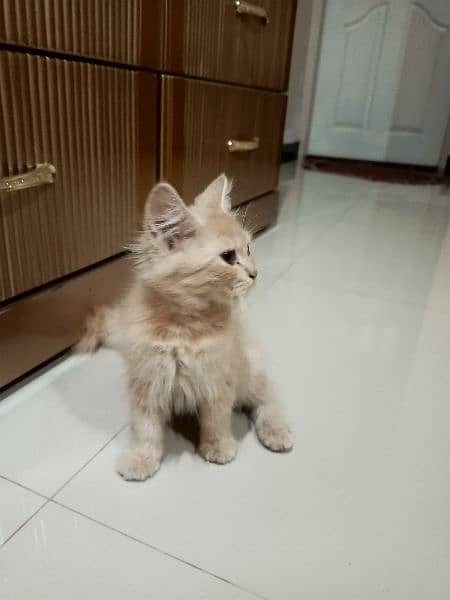 Persian grey/cream kittens 3