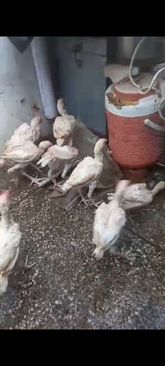 top quality heera breed wattup 03465393098