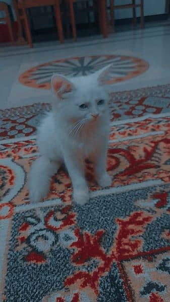 persian kitten 0