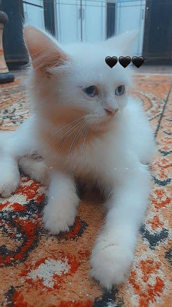 persian kitten 1