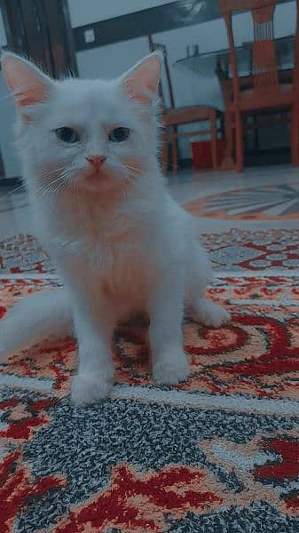 persian kitten 2