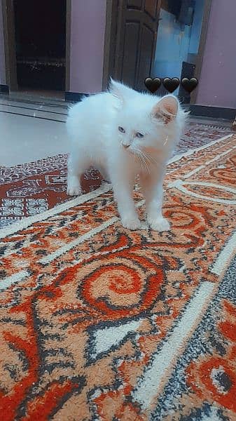 persian kitten 3