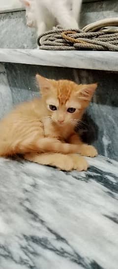 2 month persian baby cute cats for sale