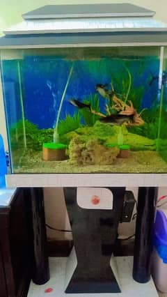 new condition aquarium just 15000Rs. . . with all aquarium accessories