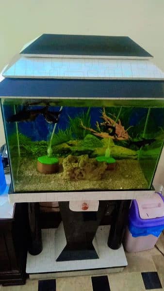 new condition aquarium just 15000Rs. . . with all aquarium accessories 1