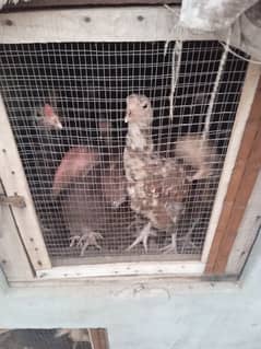 Aseel desi hens for sale age 6 month 8 month 18 month 0