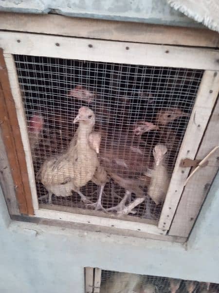 Aseel desi hens for sale age 6 month 8 month 18 month 1