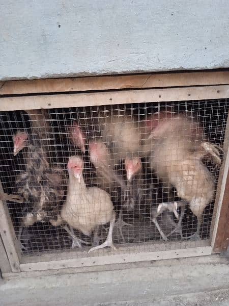 Aseel desi hens for sale age 6 month 8 month 18 month 2