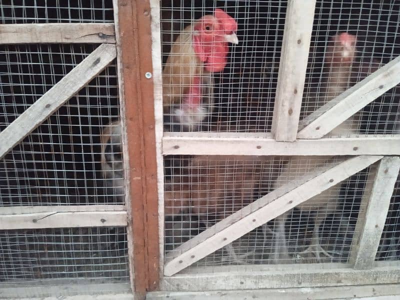 Aseel desi hens for sale age 6 month 8 month 18 month 3