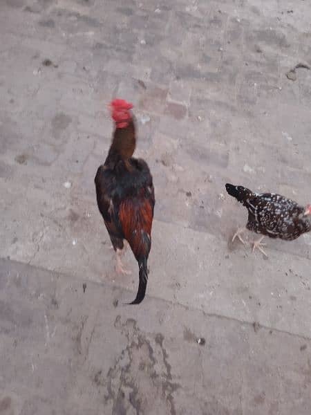 Aseel desi hens for sale age 6 month 8 month 18 month 4